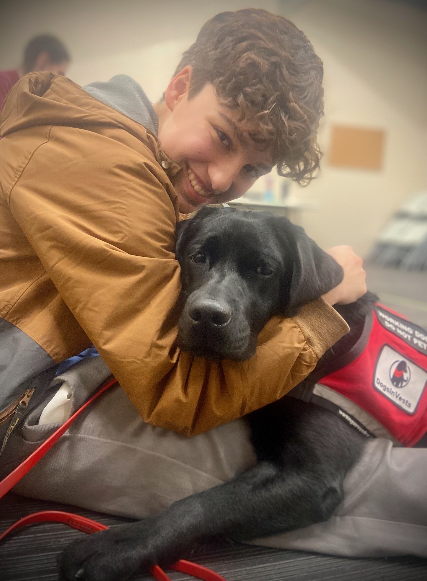 Dogs in Vest training